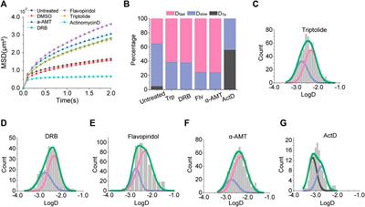 Effects of Transcription-Dependent Physical Perturbations on the Chromosome Dynamics in Living Cells